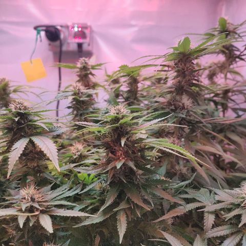 Kaya 47 #1 growlog timeline photo