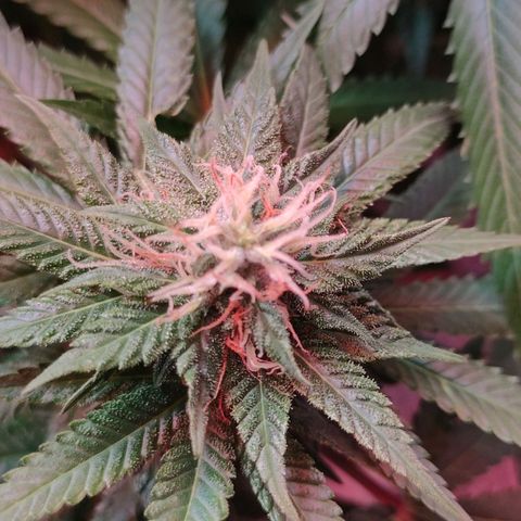 Kaya 47 #1 growlog timeline photo