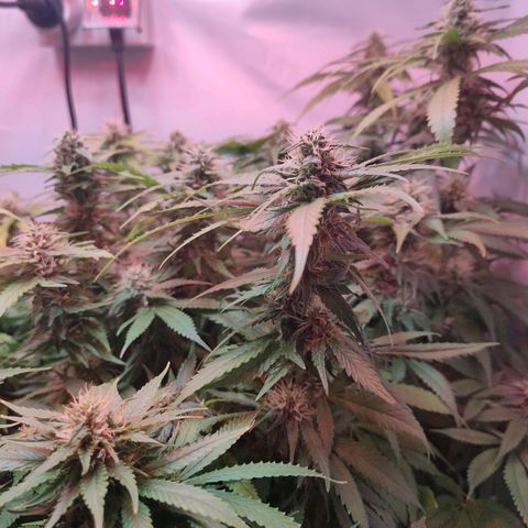 Kaya 47 #1 growlog timeline photo
