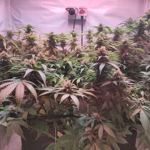 Kaya 47 #1 growlog timeline photo