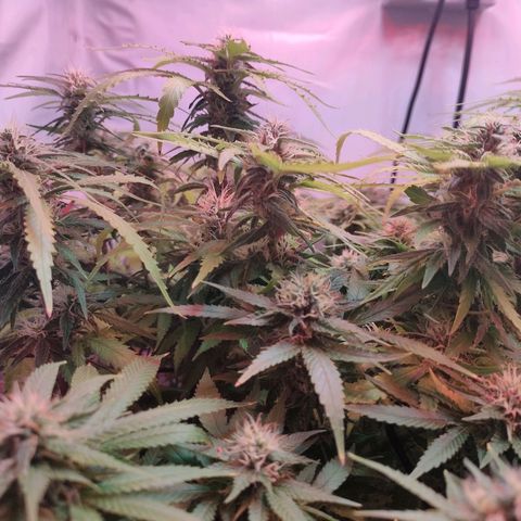 Kaya 47 #1 growlog timeline photo