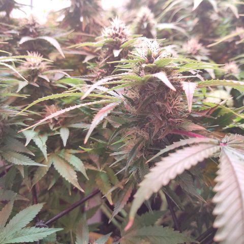 Kaya 47 #1 growlog timeline photo