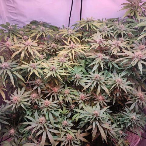 Kaya 47 #1 growlog timeline photo