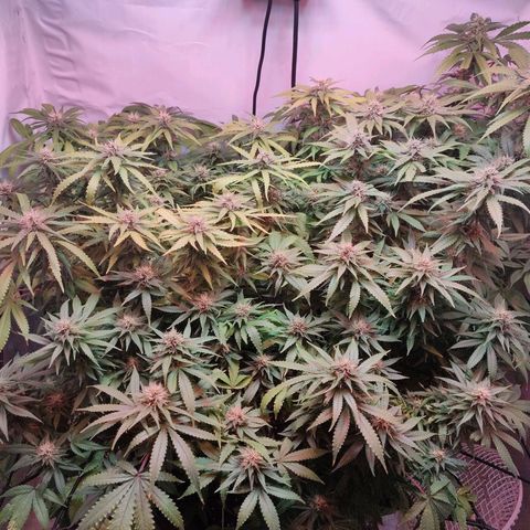 Kaya 47 #1 growlog timeline photo