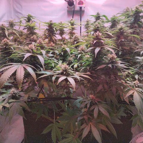 Kaya 47 #1 growlog timeline photo