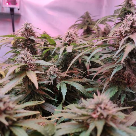Kaya 47 #1 growlog timeline photo