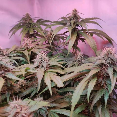 Kaya 47 #1 growlog timeline photo