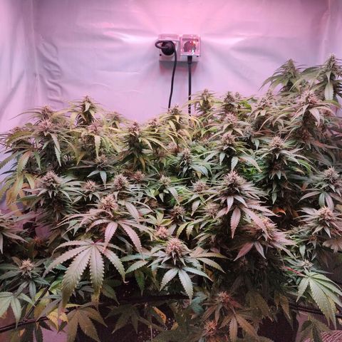 Kaya 47 #1 growlog timeline photo
