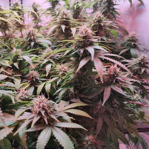 Kaya 47 #1 growlog timeline photo