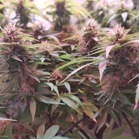 Kaya 47 #1 growlog timeline photo