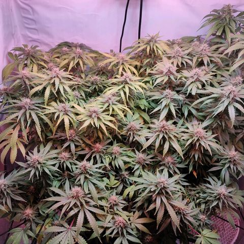 Kaya 47 #1 growlog timeline photo