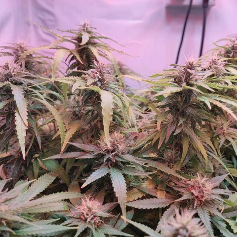 Kaya 47 #1 growlog timeline photo