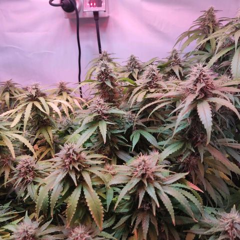 Kaya 47 #1 growlog timeline photo