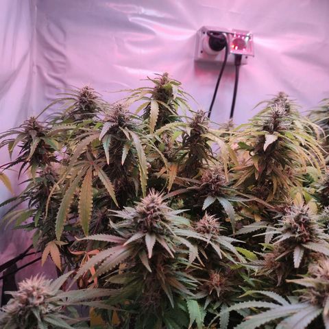 Kaya 47 #1 growlog timeline photo