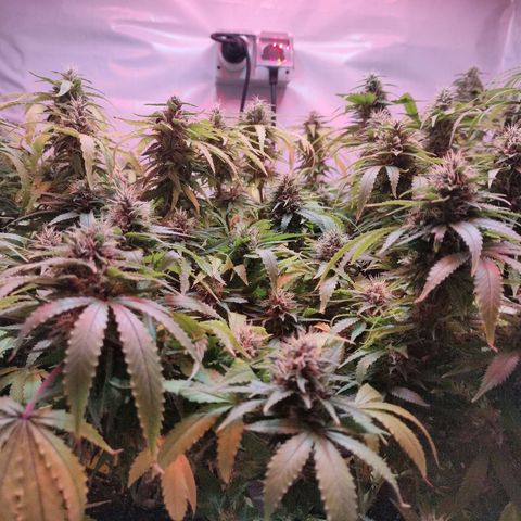 Kaya 47 #1 growlog timeline photo