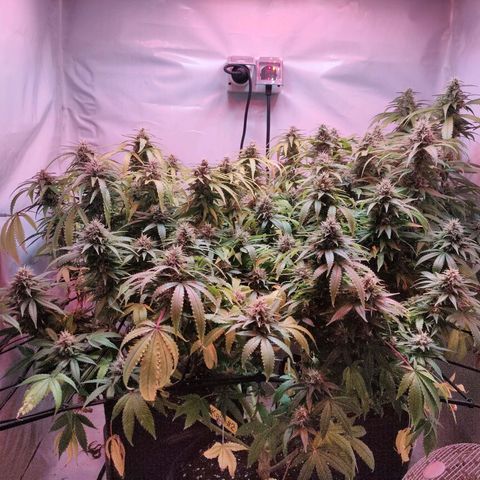 Kaya 47 #1 growlog timeline photo