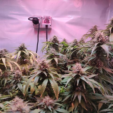 Kaya 47 #1 growlog timeline photo