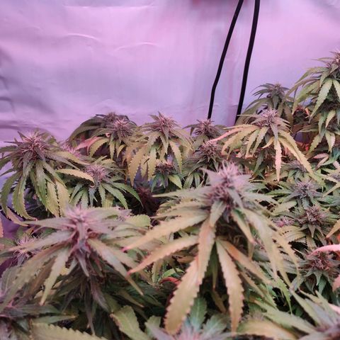 Kaya 47 #1 growlog timeline photo