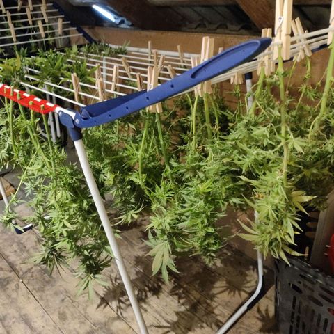 Kaya 47 #1 growlog timeline photo