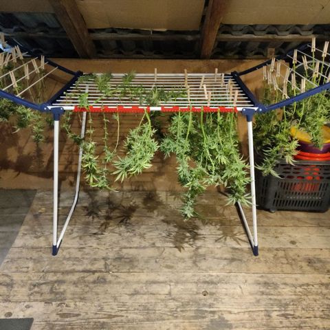 Kaya 47 #1 growlog timeline photo