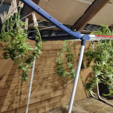 Kaya 47 #1 growlog timeline photo