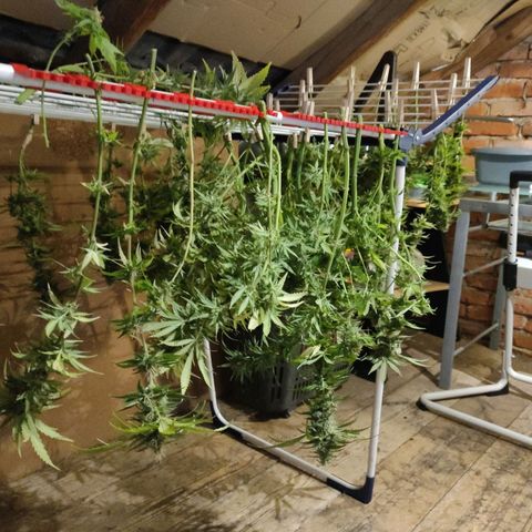 Kaya 47 #1 growlog timeline photo