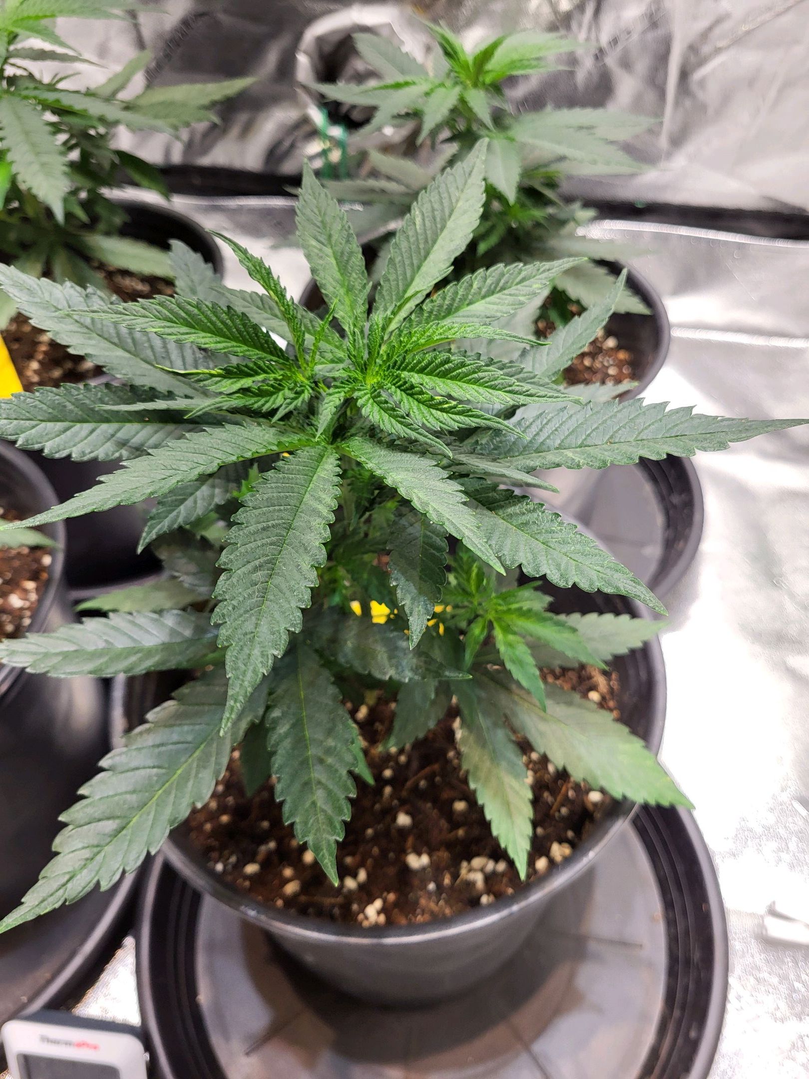 Blue dream # 1 growlog header