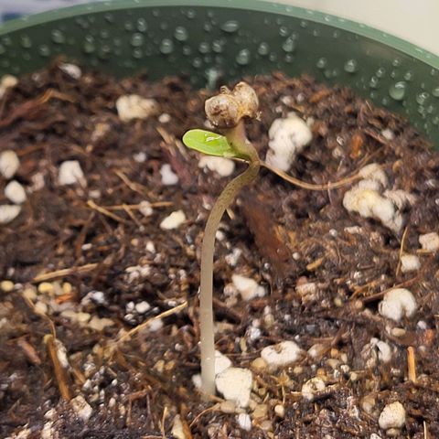 Blue dream # 1 growlog photo