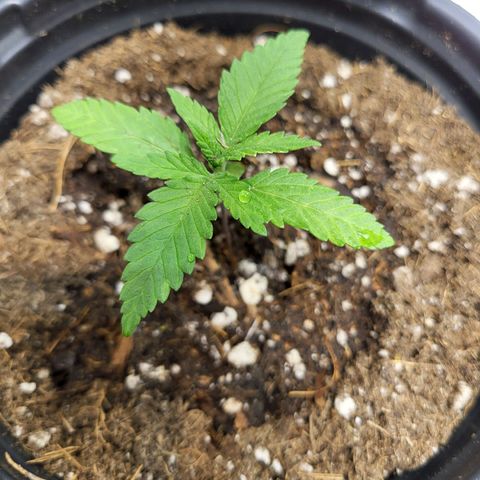 Blue dream # 1 growlog photo