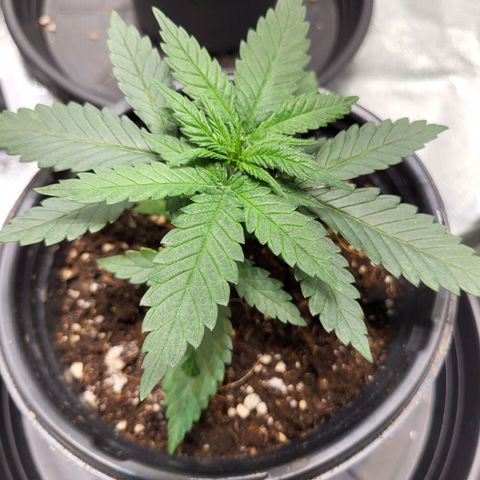 Blue dream # 1 growlog photo