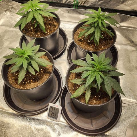 Blue dream # 1 growlog timeline photo