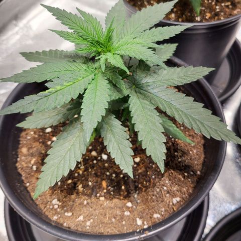 Blue dream # 1 growlog photo