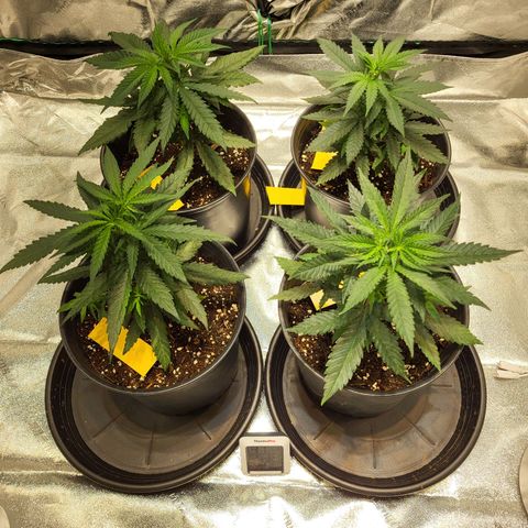 Blue dream # 1 growlog timeline photo