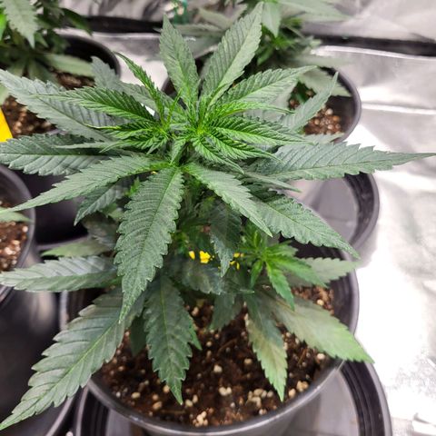Blue dream # 1 growlog timeline photo