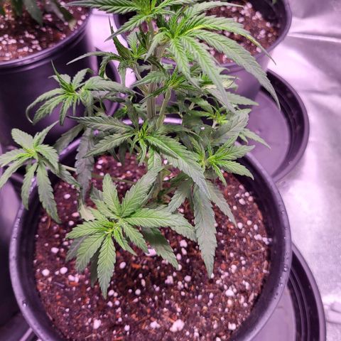 Blue dream # 1 growlog photo: 1 Gal Pot