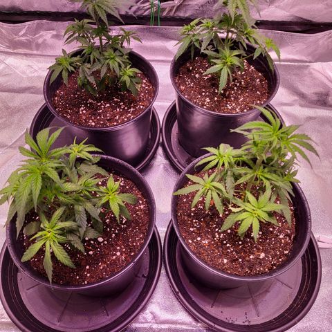 Blue dream # 1 growlog timeline photo
