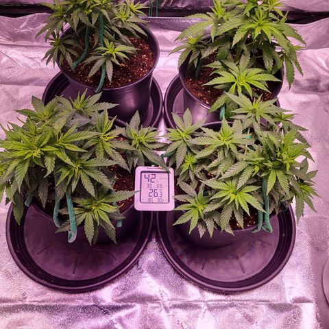 Blue dream # 1 growlog timeline photo