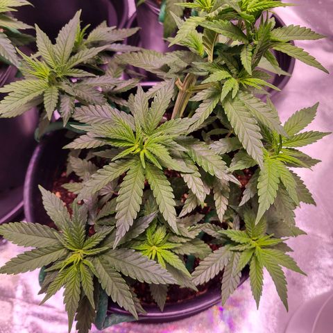 Blue dream # 1 growlog timeline photo