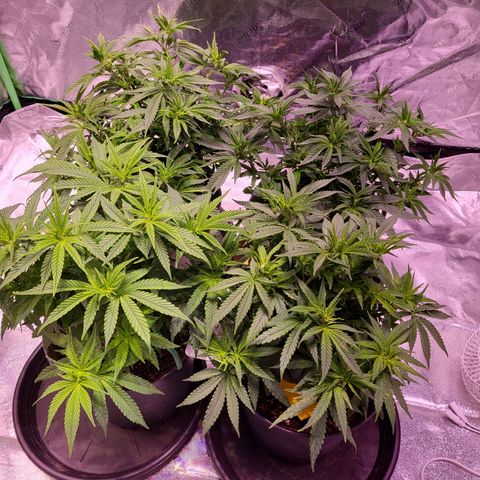 Blue dream # 1 growlog timeline photo