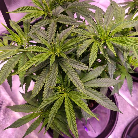 Blue dream # 1 growlog timeline photo