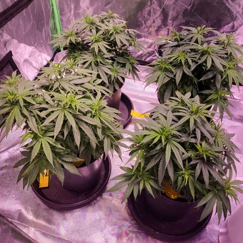 Blue dream # 1 growlog timeline photo