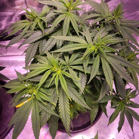 Blue dream # 1 growlog timeline photo