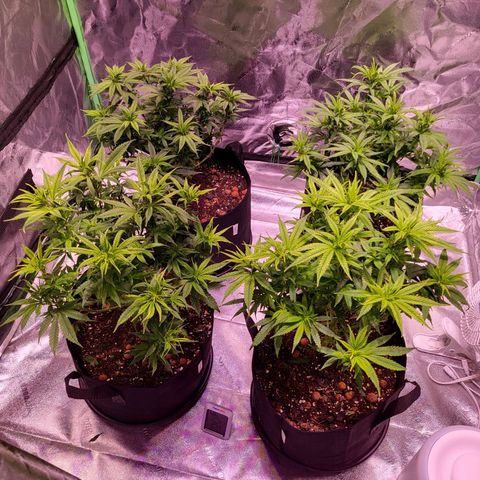 Blue dream # 1 growlog photo: Day after transplant. 