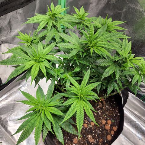Blue dream # 1 growlog photo: Day after transplant. 