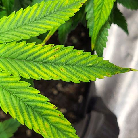 Blue dream # 1 growlog photo: Possible Mag. Deficiency 
Added CalMag this watering