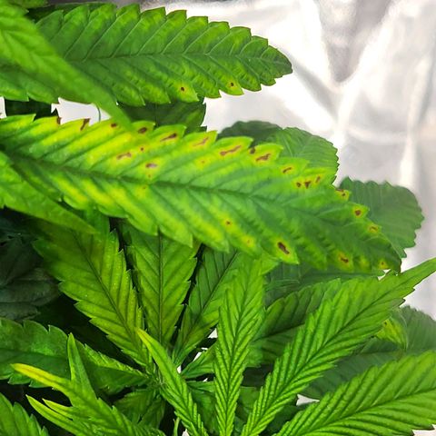 Blue dream # 1 growlog photo: Possible Mag. Deficiency 
Added CalMag this watering