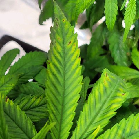 Blue dream # 1 growlog photo: Possible Mag. Deficiency 
Added CalMag this watering