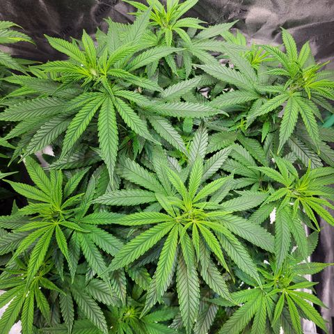 Blue dream # 1 growlog timeline photo