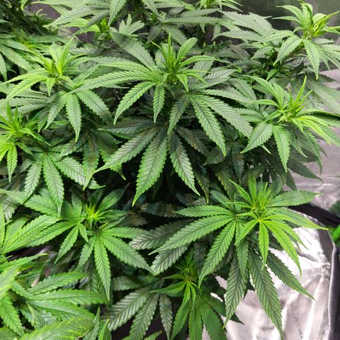 Blue dream # 1 growlog timeline photo