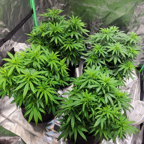 Blue dream # 1 growlog timeline photo